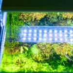 Led Rеfugіum Lіght