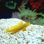 sand for Reef Tank
