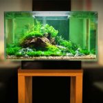 5 Gallon Fish Tanks
