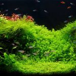 Light Spectrum for Aquarium Plants